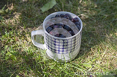Amelanchier ripened fruits serviceberries in retro ceramic mug, harvested tasty shadbush juneberry in green grass Stock Photo