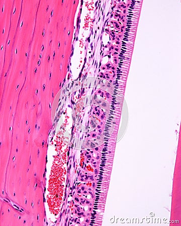 Ameloblasts. Rat tooth Stock Photo