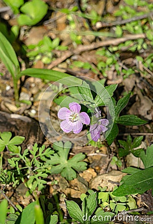 America american americana appalachain appalachia appalachian beautiful beauty bill bloom blooming blooms blossom blossoming bloss Stock Photo