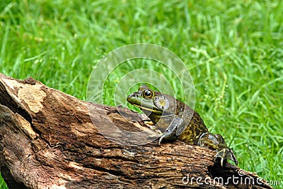 America bullfrog on log Stock Photo