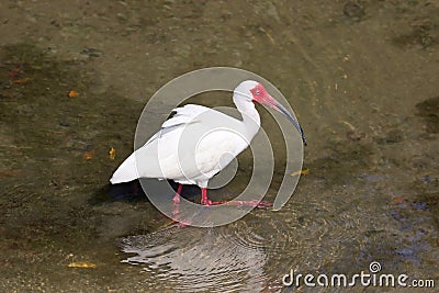 America White Ibis at the wading in a pond Stock Photo