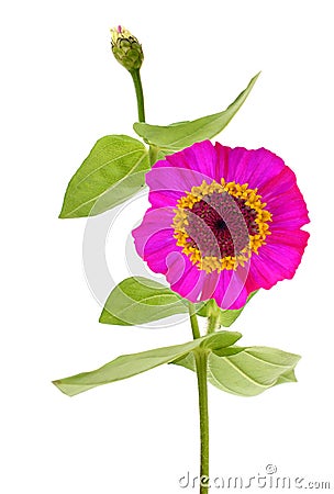 America zinnia flower isolated on white background Stock Photo