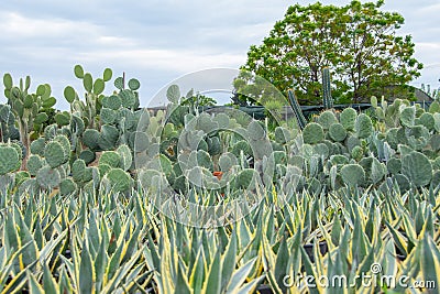 American agave seedlings bush shaped different types opuntia plants grown in a garden center Stock Photo