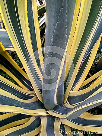 American agave, yellow agave, pita Stock Photo