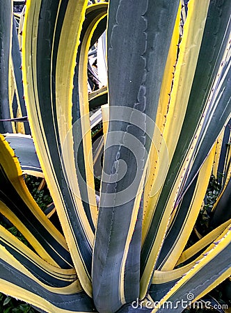 American agave, yellow agave, pita Stock Photo