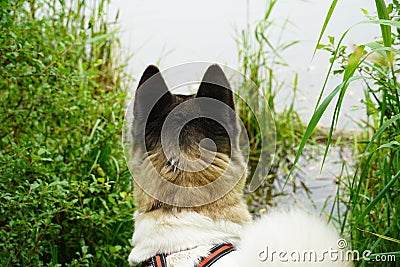American Akita Playing with a ball and with his human friend Stock Photo