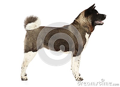 American Akita in stand Stock Photo