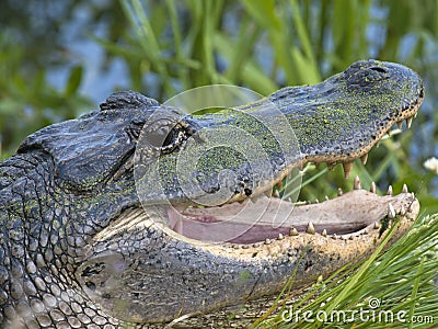 American alligator Stock Photo