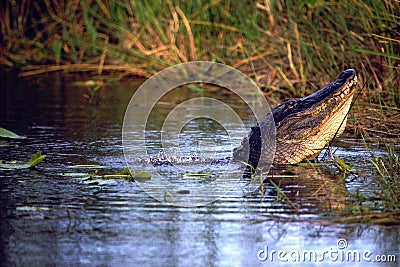 American Alligator Stock Photo