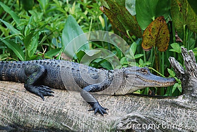 American Alligator Stock Photo