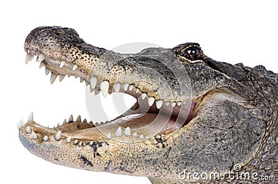 American Alligator (30 years) Stock Photo