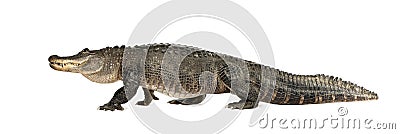 American Alligator (30 years) - Alligator mississi Stock Photo