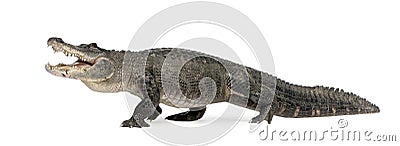 American Alligator - Alligator mississippiensis Stock Photo