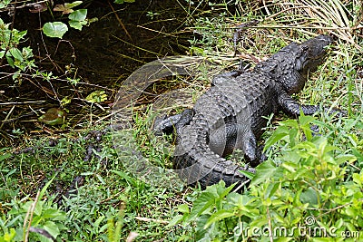 American alligator Alligator mississippiensis Stock Photo