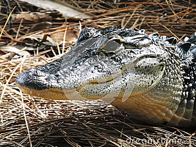 American Alligator Alligator mississippiensis Stock Photo