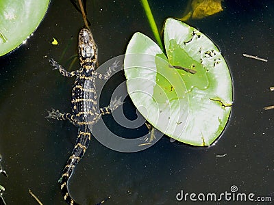 American Alligator Alligator mississippiensis Stock Photo