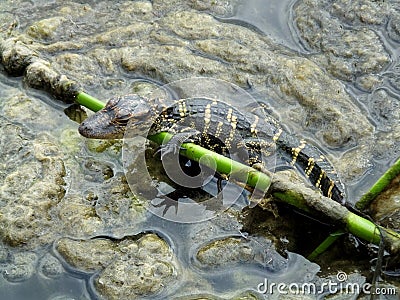 American Alligator Alligator mississippiensis Stock Photo