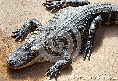 American alligator in ambush Stock Photo