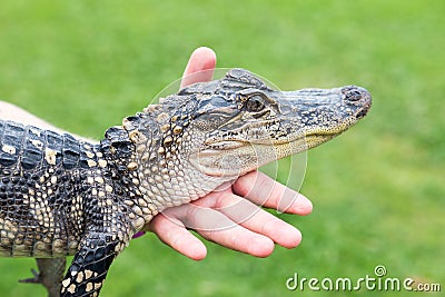 American alligator Stock Photo