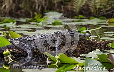 American Alligator basking on log, Okefenokee Swamp National Wildlife Refuge Stock Photo