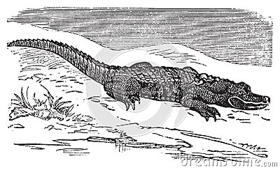 American Alligator engraving, or Alligator Mississippiensis Vector Illustration
