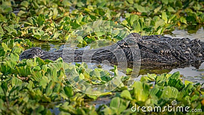 American Alligator in Florida Wetland Stock Photo