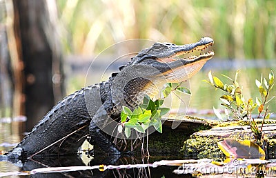 American Alligator gaping mouth in hot sun in Okefenokee Swamp Stock Photo