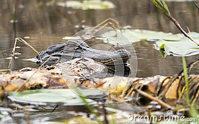 American Alligator hiding in swamp vegetation