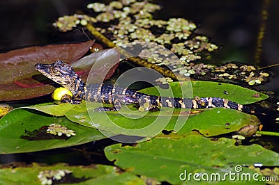 American Alligator (juvenile) Stock Photo