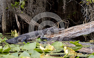 Alligator on a log in a Cypress Swamp with Spanish Moss; Okefenokee National Wildlife Refuge, Georgia Stock Photo