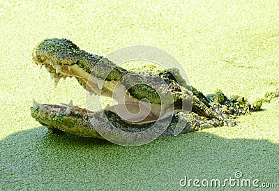 American Alligator lurking 4 Stock Photo