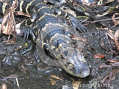 American Alligator or Alligator mississippiensis Stock Photo