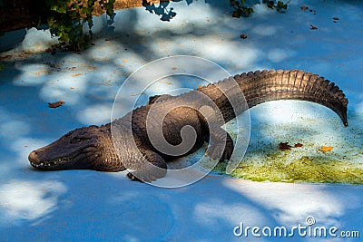The American alligator Stock Photo