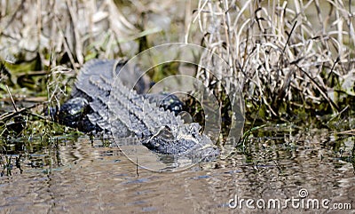 American Alligator, Okefenokee Swamp National Wildlife Refuge Stock Photo