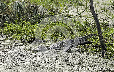 American Alligator, Pickney Island National Wildlife Refuge, USA Stock Photo