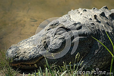 American Alligator sleeping at a MS zoo Stock Photo