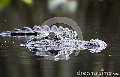 American Alligator swimming submerged showing eyes, nostrils and transverse row of epidermal scutes above the water. Stock Photo