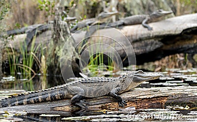 American Alligators basking in the Okefenokee Swamp Stock Photo