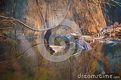 American Alligators Stock Photo