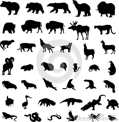 American animals Vector Illustration