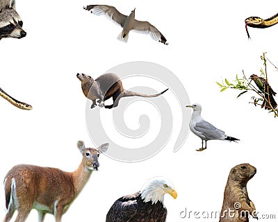 American animals Stock Photo