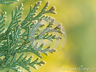 American Arborvitae, Stock Photo