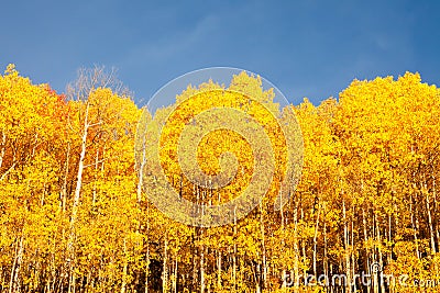 American Aspen Trees Stock Photo