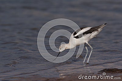 American Avocet Stock Photo