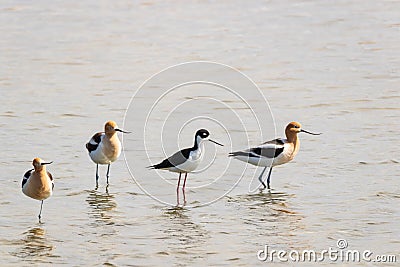 American Avocet and Black Necked Stilt Stock Photo