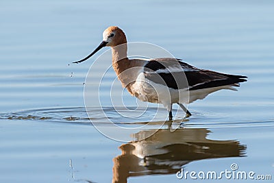 American Avocet Scrounging for Food in a Pond. Stock Photo