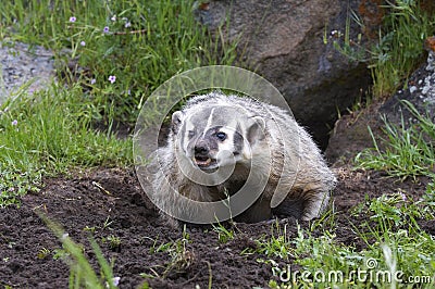American Badger at burrow Stock Photo