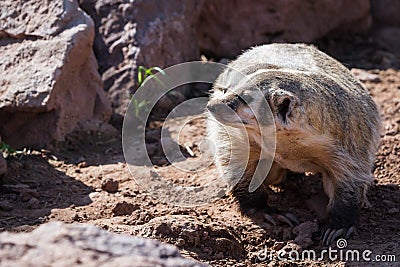 American badger Stock Photo