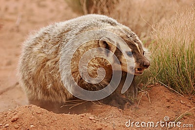 American badger digging ground Stock Photo