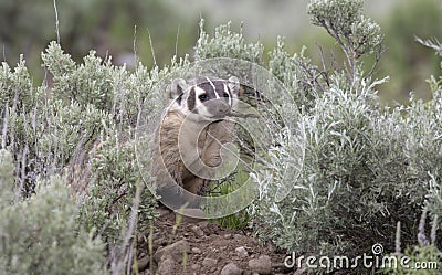 American badger with stick Stock Photo